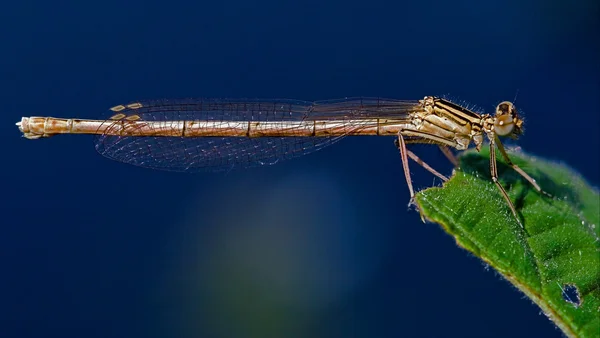 Coenagrion puella and sky — Stock Photo, Image