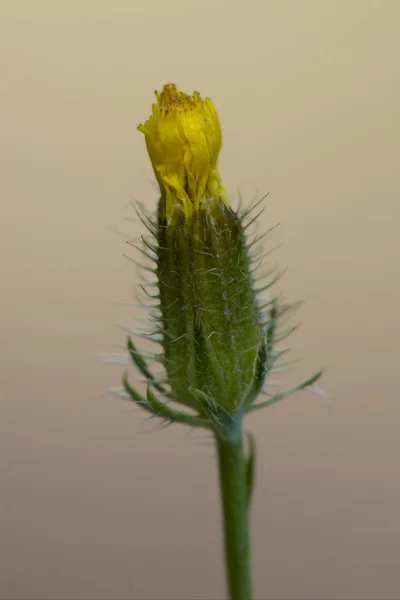 Yellow hypochoeris radicata — Stock Photo, Image