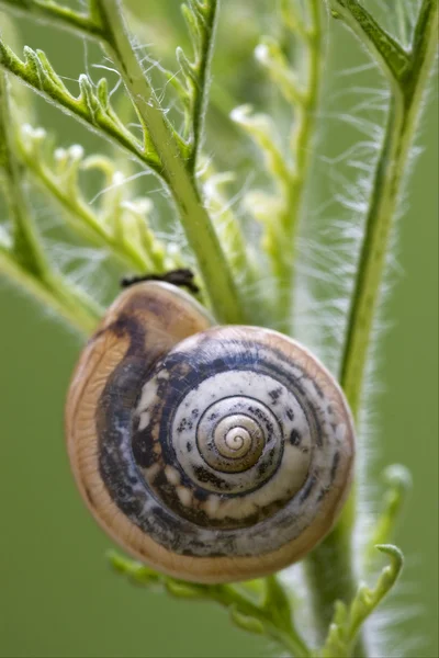 Wild brown snail gastropoda — Stock Photo, Image