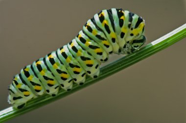 vahşi caterpillar rezene Şubesi
