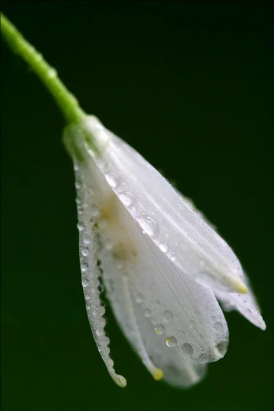 Allium fleur blanche en vert — Photo