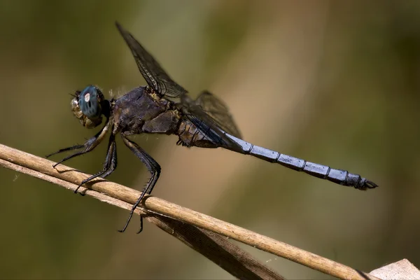 Libélula azul brachytron pratense — Fotografia de Stock