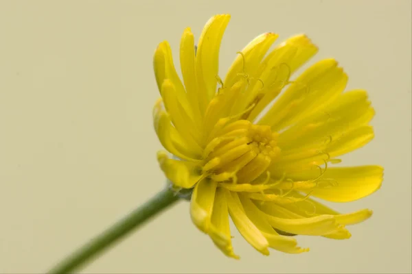 Picris hieracioides — Fotografia de Stock