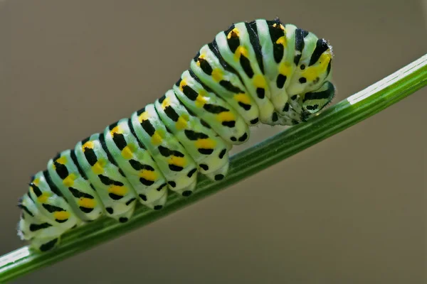 vahşi caterpillar rezene Şubesi