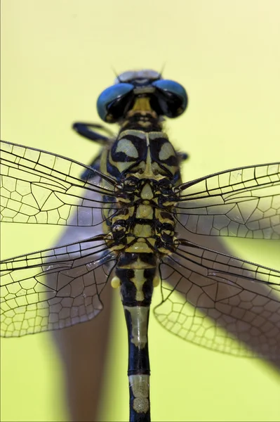 Zadní anax imperator — Stock fotografie