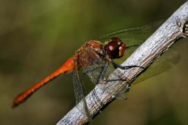 Wild red dragonfly — Stock Photo, Image