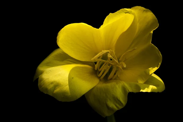 Oenothera biennis — Stock fotografie