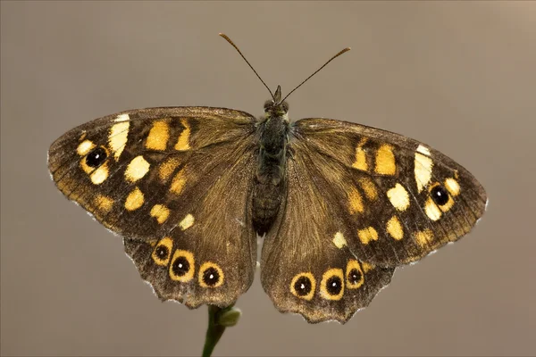 Задняя часть дико-коричневой бабочки — стоковое фото