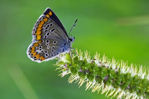 Borboleta laranja cinzenta — Fotografia de Stock