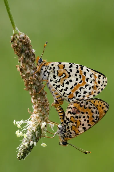 Dwa pomarańczowy motyl seks — Zdjęcie stockowe