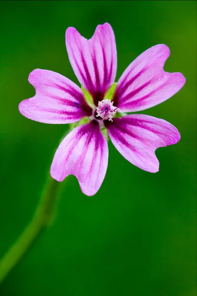 Violet malva — Stock Photo, Image