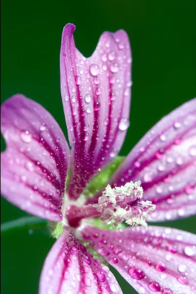 Violet flower malva — Stock Photo, Image
