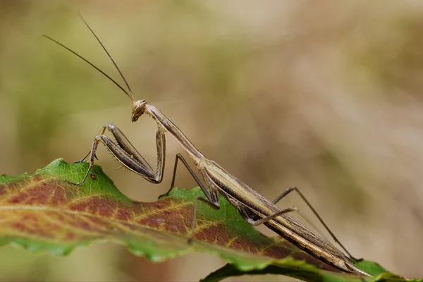 Close-up van bidsprinkhaan — Stockfoto