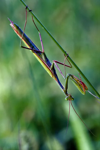 カマキリのクローズ アップ — ストック写真