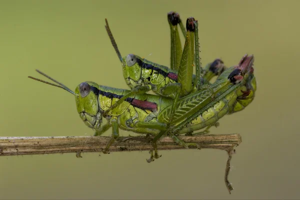 두 메뚜기 Orthopterous의 클로즈업 — 스톡 사진