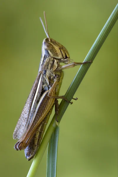 Brunt chorthippus - Stock-foto