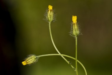 Sarı hypochoeris achyrophorus