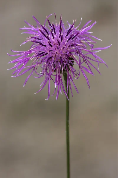 Centaurea calcitrapa —  Fotos de Stock