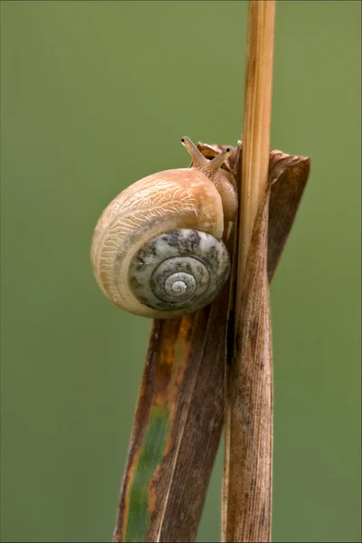 Side and head — Stock Photo, Image