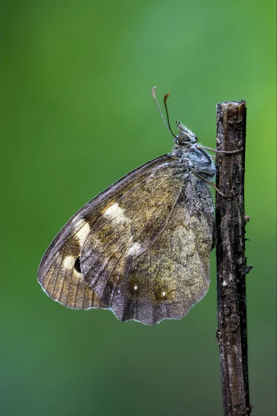 Côté du papillon gris sauvage — Photo