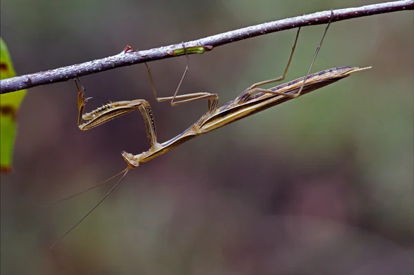 Mantodea sobre una rama marrón verde — Foto de Stock