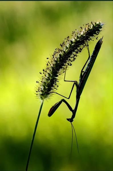 Cień mantodea z bliska — Zdjęcie stockowe