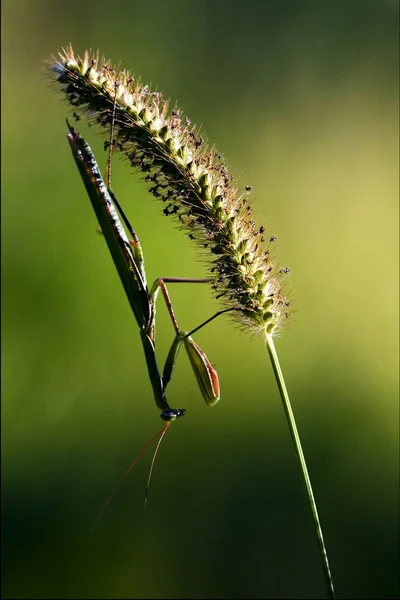 Kudlanka izolované — Stock fotografie