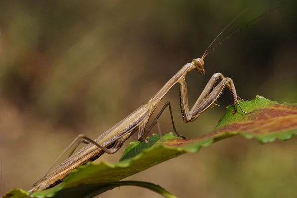 关于绿色螳螂目 — 图库照片
