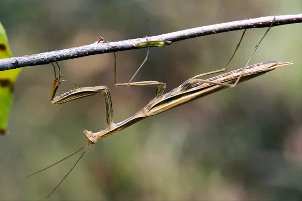 緑の茶色の枝にカマキリ カマキリ — ストック写真