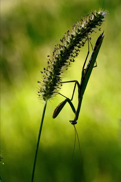 Mantis isolated — Stock Photo, Image