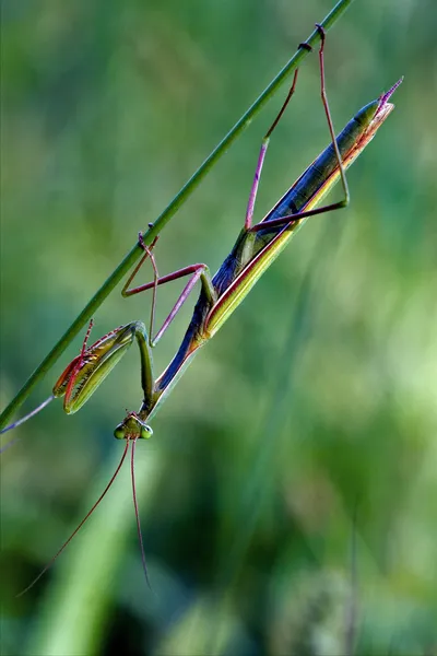 Mantodea zavřít — Stock fotografie