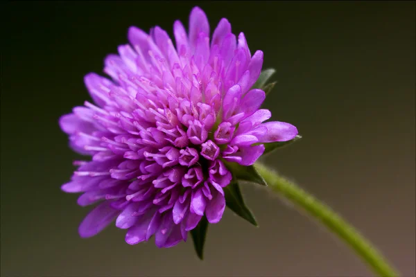 Dispsacacea labiate fiolett blomst – stockfoto