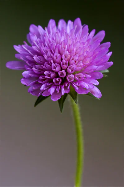 Labiate ハッカ アクアティカ バイオレットの花 — ストック写真