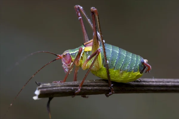 Tettigoniidae — Fotografia de Stock