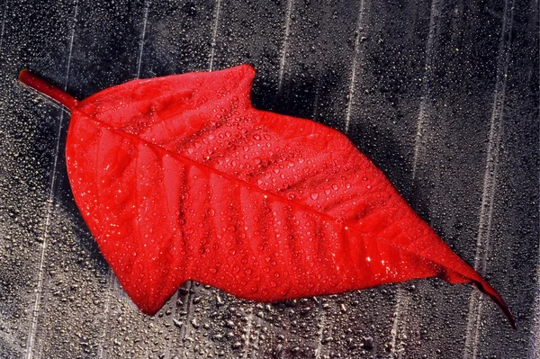 Абстрактный красный лист — стоковое фото