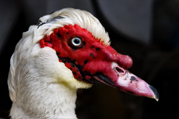 Pato whit azul olho em portofino — Fotografia de Stock