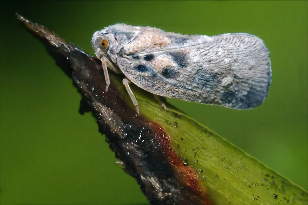 Sidan av vilda flyga omoptera på ett grönt blad — Stockfoto