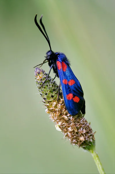 花の中の野生の飛ぶマダラガの側 — ストック写真