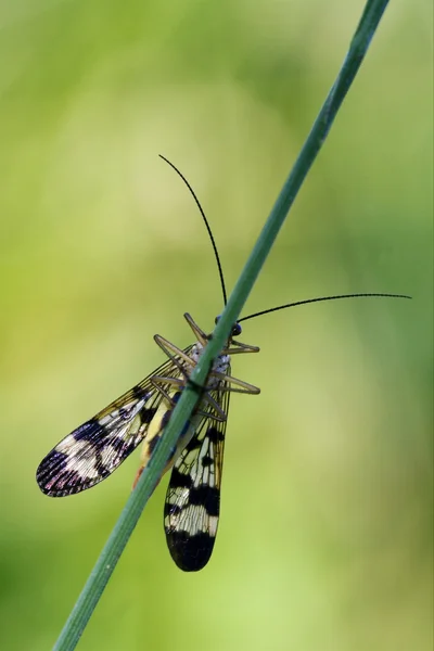 Devant la mouche sauvage Fly Panorpa — Photo