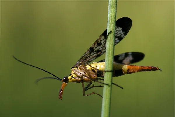 Panorpidae em um ramo verde — Fotografia de Stock