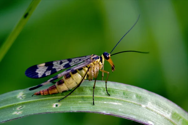 绿色树枝上蝎子飞 panorpa panorpidae — 图库照片