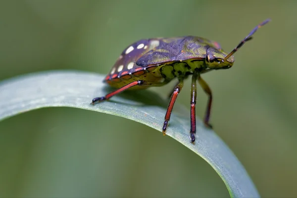 緑の葉の上の野生の飛ぶカメムシの側 — ストック写真
