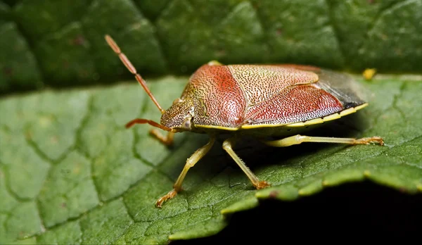 Lado da mosca selvagem hemiptera — Fotografia de Stock