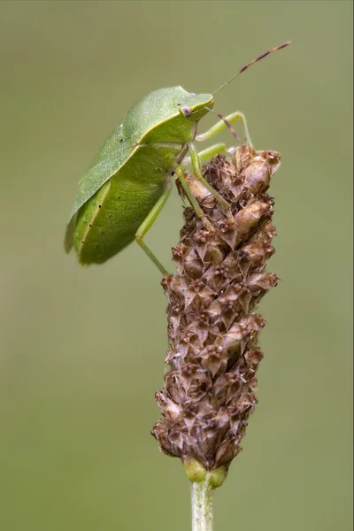 Heteroptera pentatomidae bir çiçek üzerinde — Stok fotoğraf