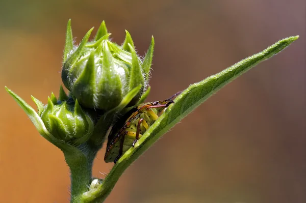 Hemiptera inside a flower — Stock Photo, Image
