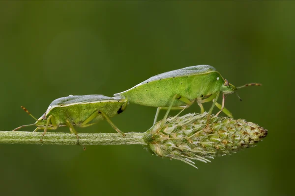 Heteroptera pentatomidae and reproduction — Stock Photo, Image