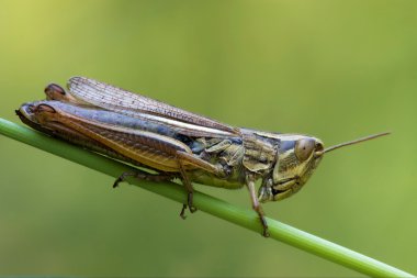 Çekirge chorthippus brunneus