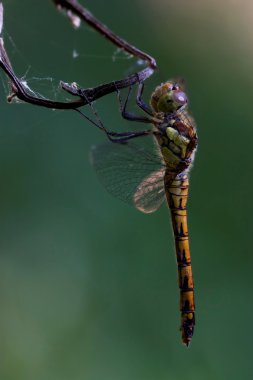yan üzerinde vahşi sarı siyah yusufçuk