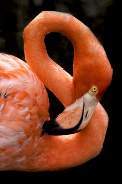 pembe flamengo republica dominicana içinde