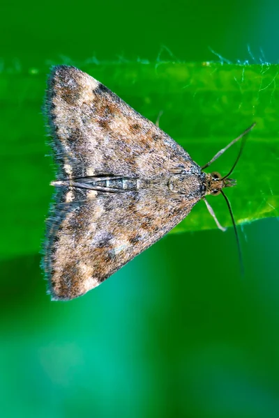 Weißer Schmetterling auf — Stockfoto